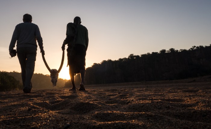 Rhinos, Horns, and Compounding&nbsp;Complications