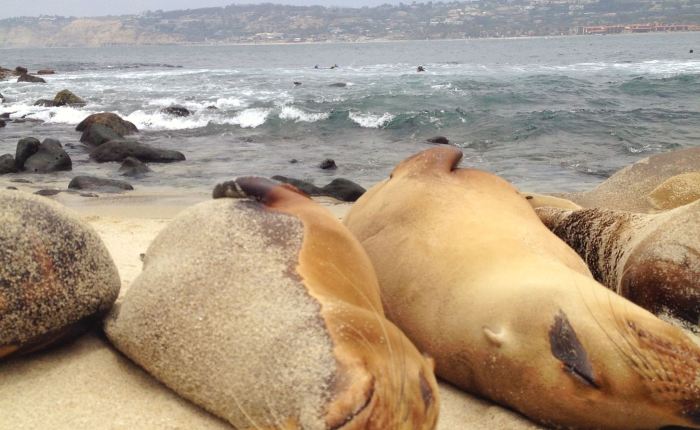 Sea Lions and Blown&nbsp;Eardrums