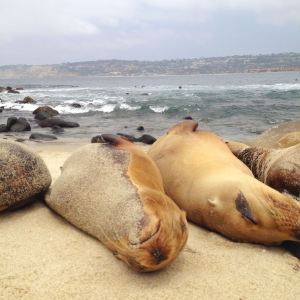 13221217_1494289507263796_1857274098760016918_o