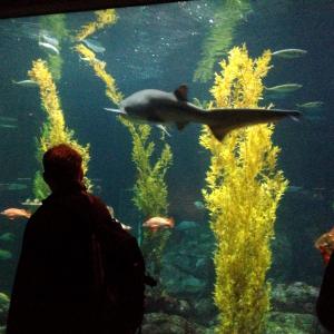 13235634_1490935080932572_338291320125641097_o