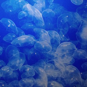 13244231_1490935147599232_2529425574868615330_o