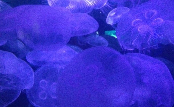 Seeing Bright Spots in the&nbsp;Sea